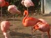 k-Zoo 270.jpg